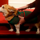 Image for article titled Here Comes the Waxworks Royal Family in Christmas Sweaters to Steal Your Soul